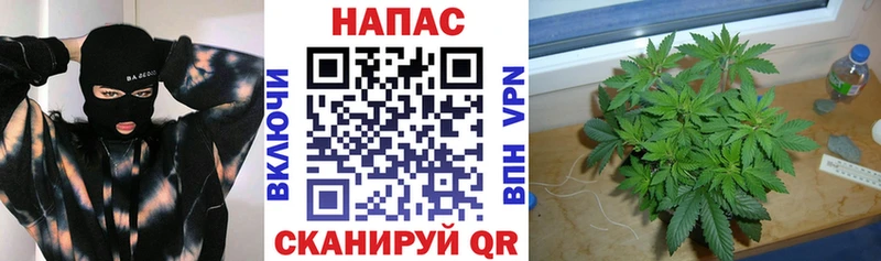 Бошки марихуана Amnesia  наркотики  Суздаль 